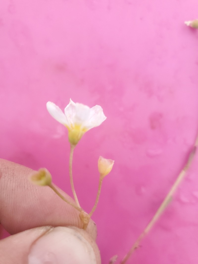 Bostock's Minerslettuce photo 6