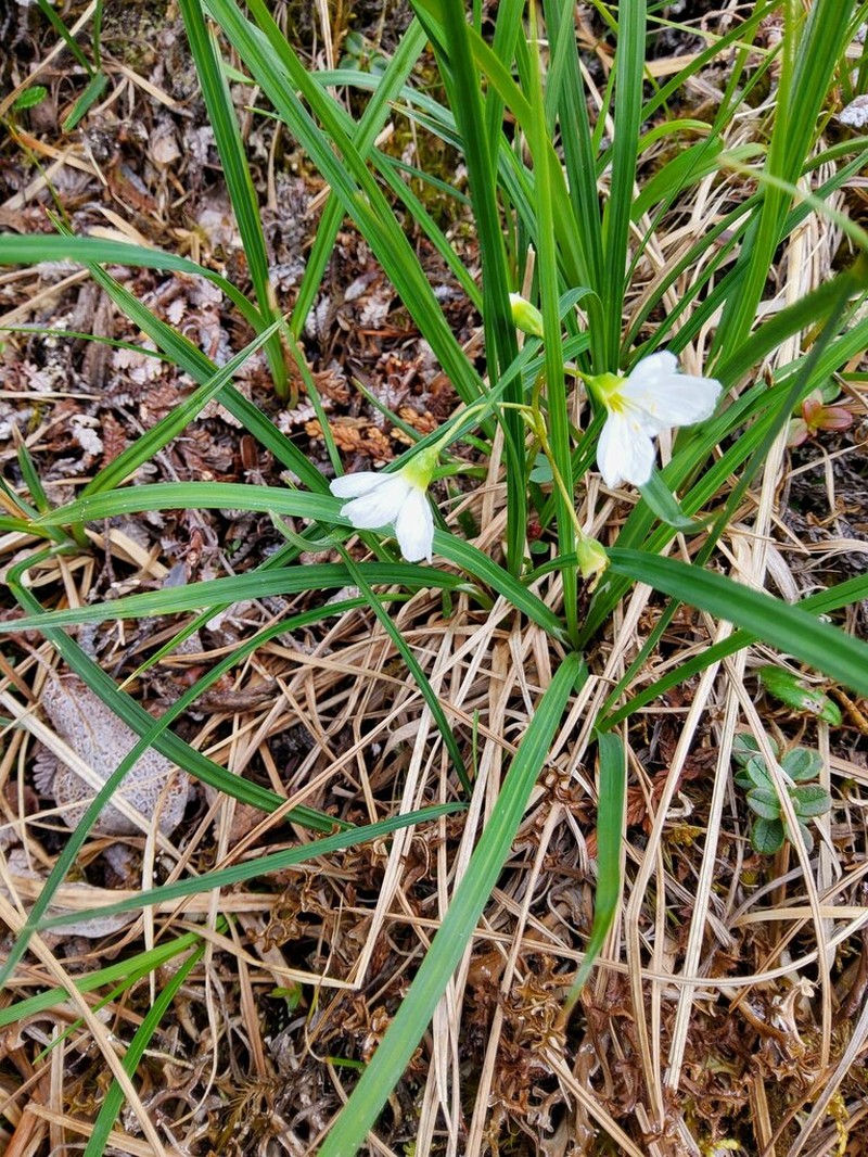 Bostock's Minerslettuce photo 8
