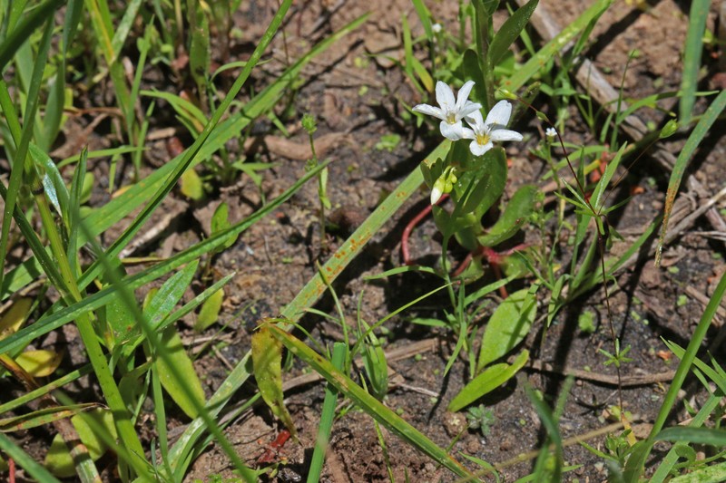 Water Minerslettuce photo 4