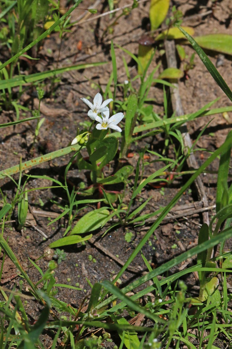 Water Minerslettuce photo 5