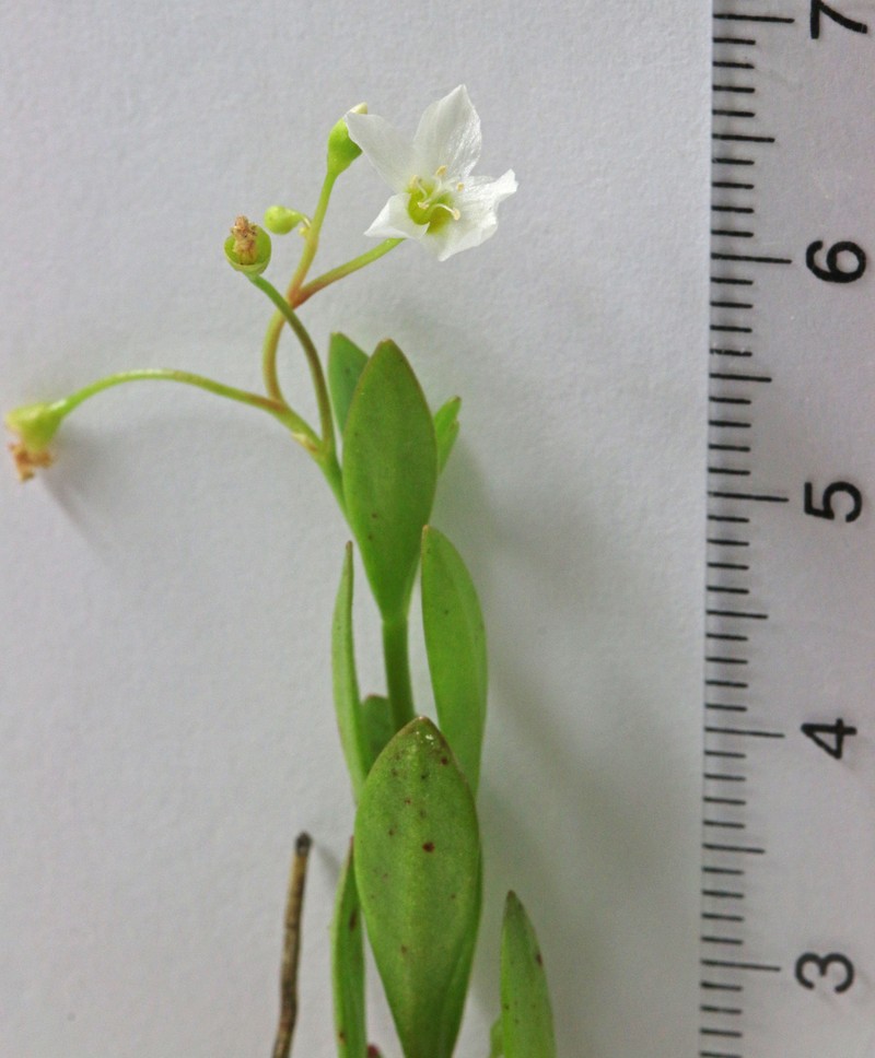 Water Minerslettuce photo 6