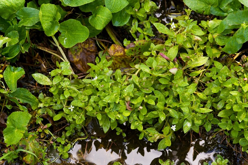 Water Minerslettuce photo 2