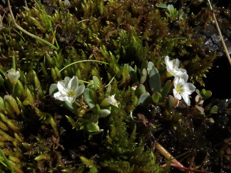 Water Minerslettuce photo 3