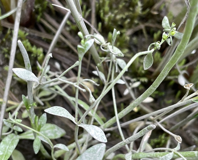 Water Minerslettuce photo 4