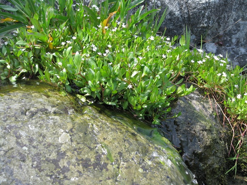 Water Minerslettuce photo 5