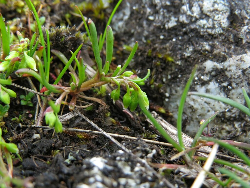 Dwarf Minerslettuce