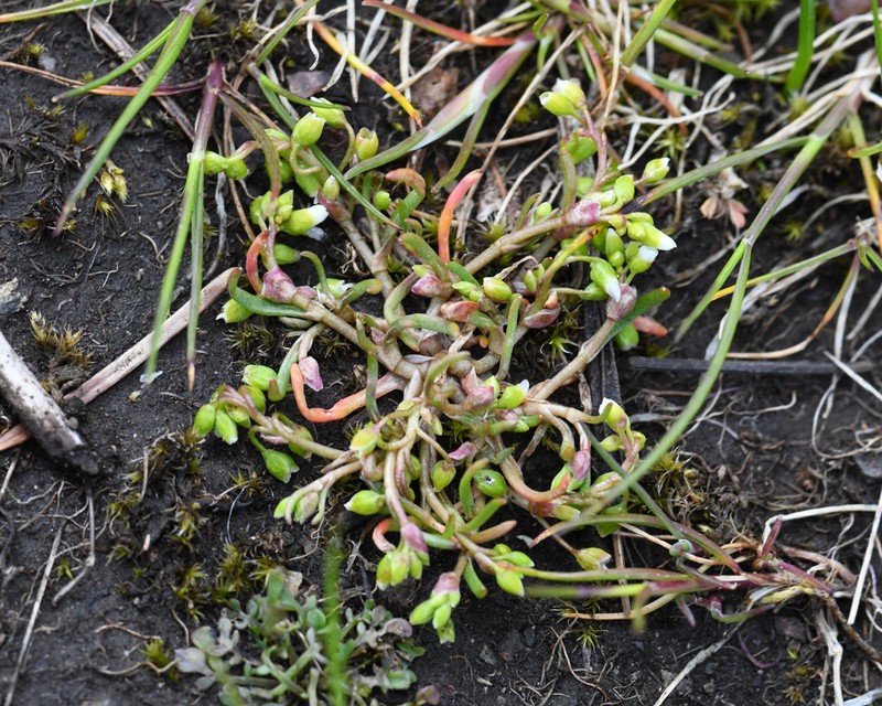 Dwarf Minerslettuce photo 2