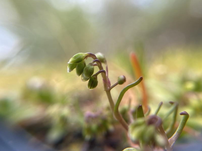 Dwarf Minerslettuce photo 3