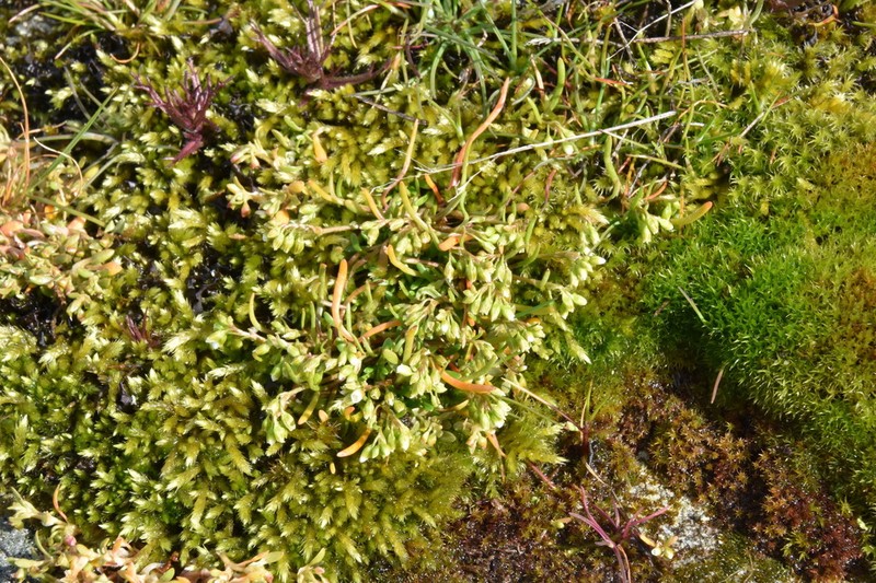 Dwarf Minerslettuce photo 4
