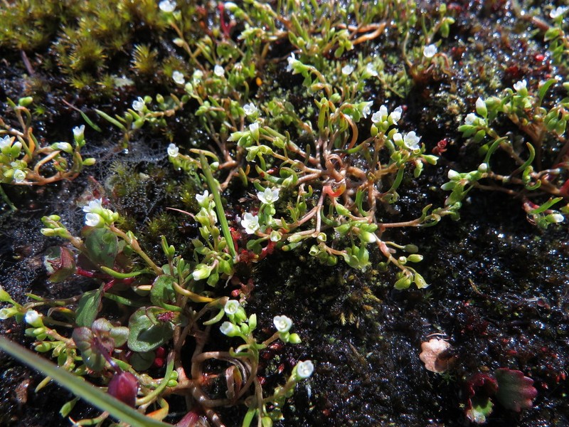 Dwarf Minerslettuce photo 5