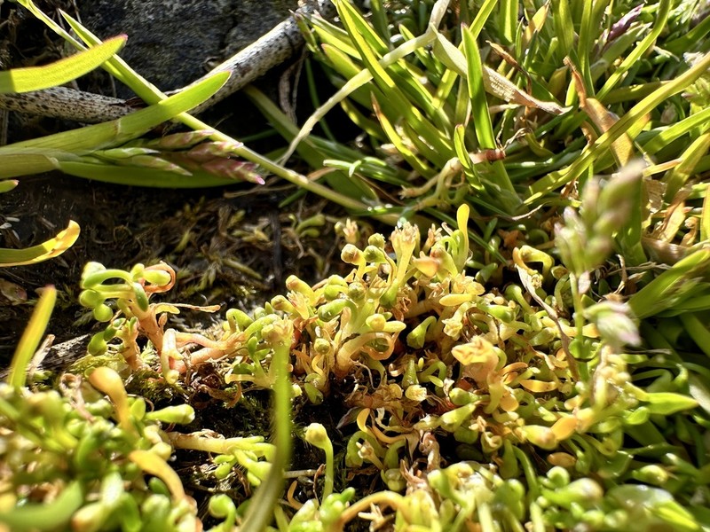 Dwarf Minerslettuce photo 6