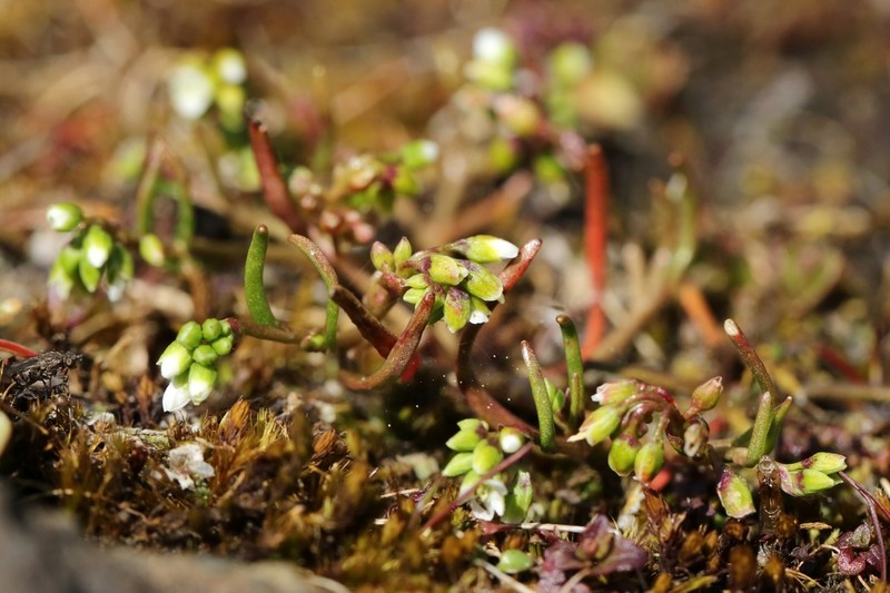Dwarf Minerslettuce photo 7