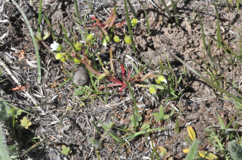 Dwarf Minerslettuce photo 8