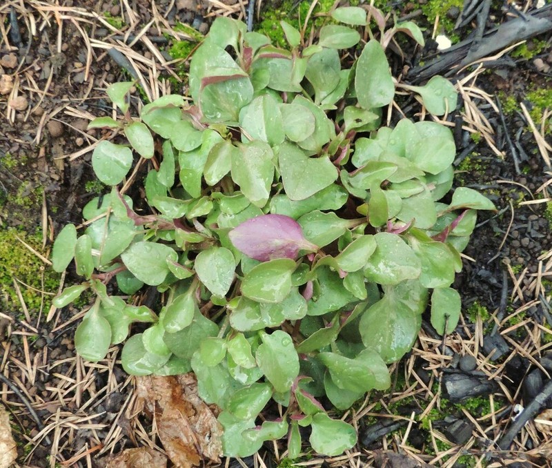 Spreading Minerslettuce photo 2