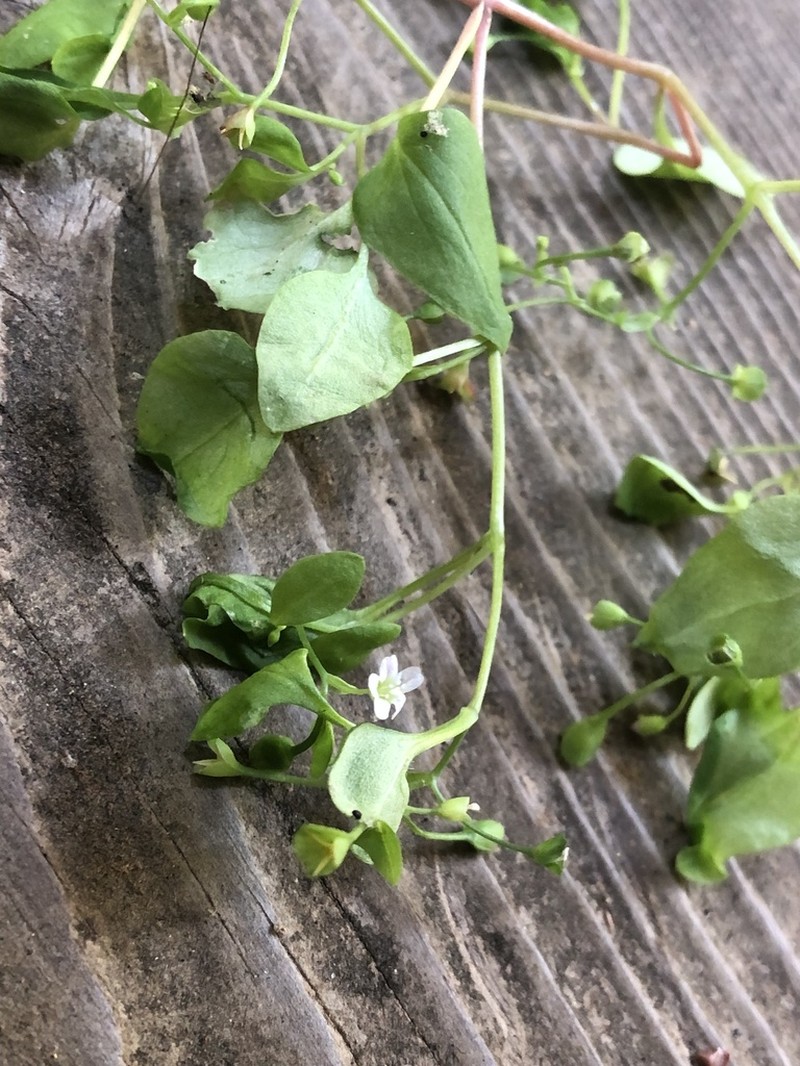 Spreading Minerslettuce photo 3