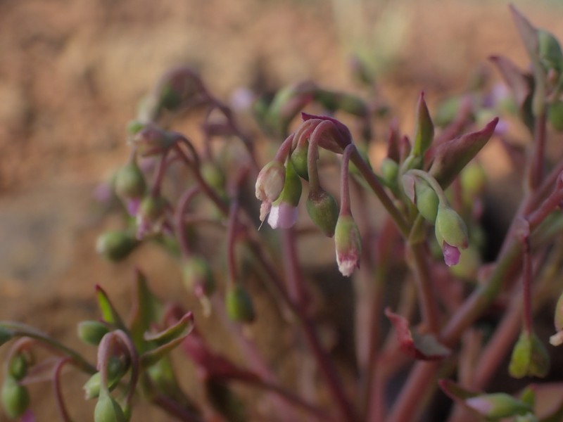 Spreading Minerslettuce photo 4