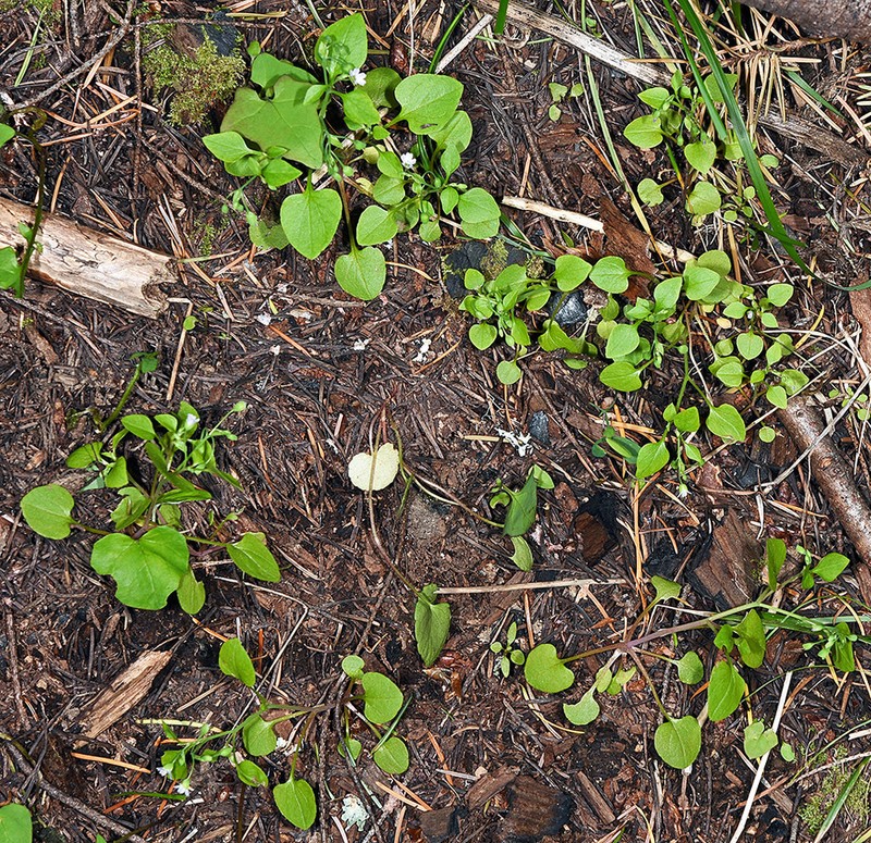 Spreading Minerslettuce photo 7