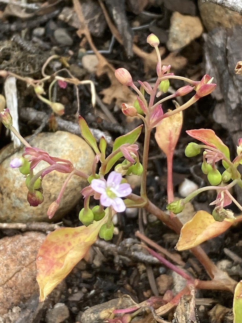 Spreading Minerslettuce photo 8