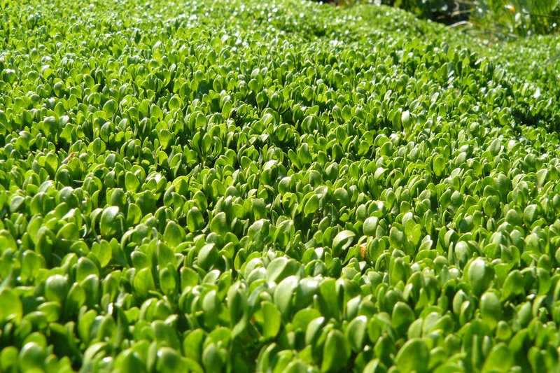 Annual Water Minerslettuce photo 2
