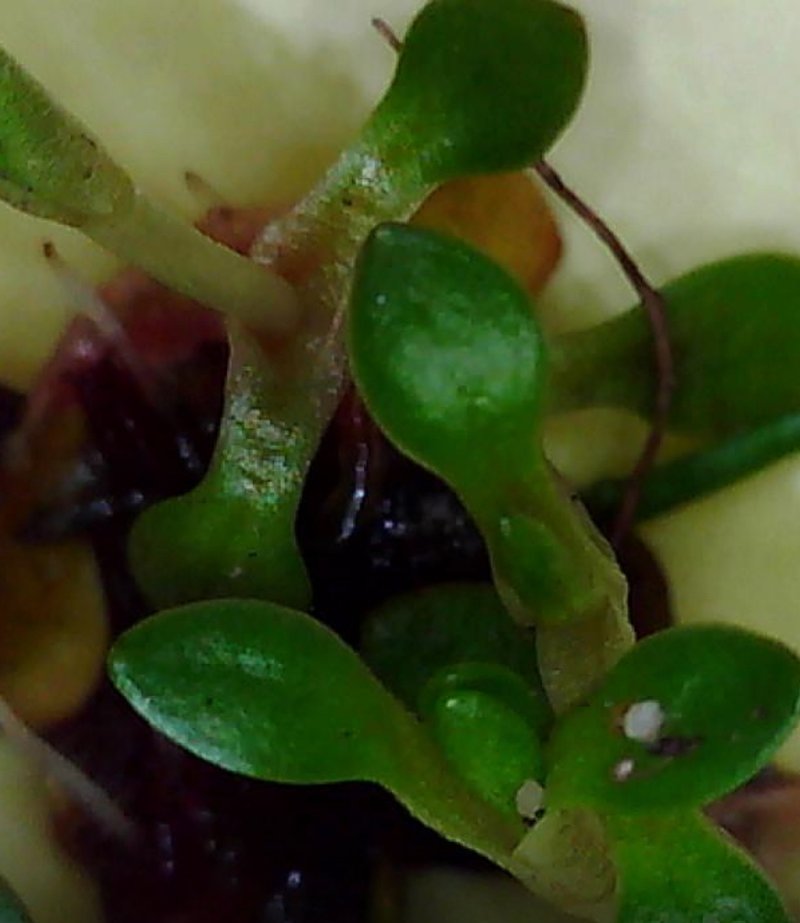 Annual Water Minerslettuce photo 5