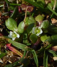 Annual Water Minerslettuce