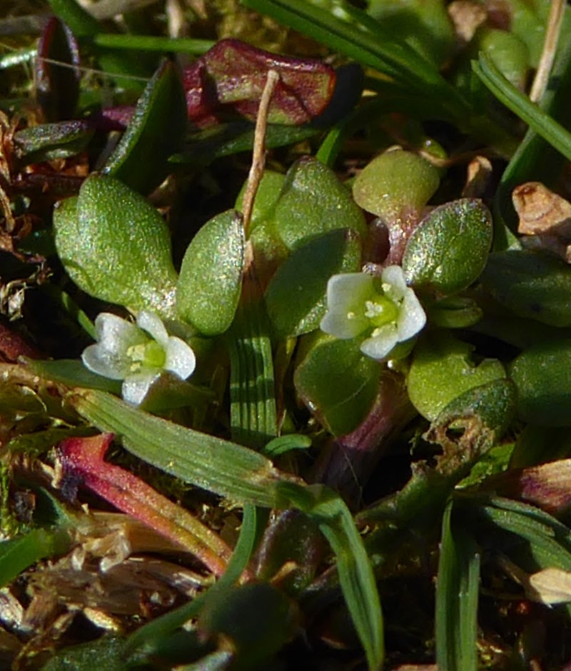 Annual Water Minerslettuce