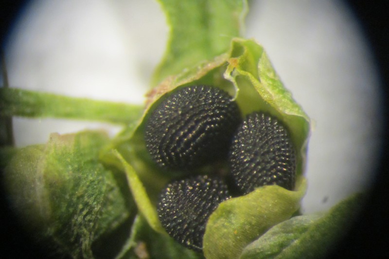 Annual Water Minerslettuce photo 6