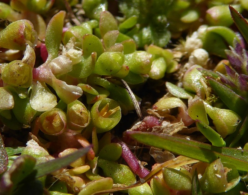 Annual Water Minerslettuce photo 7