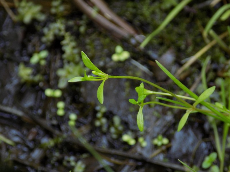 Annual Water Minerslettuce photo 6