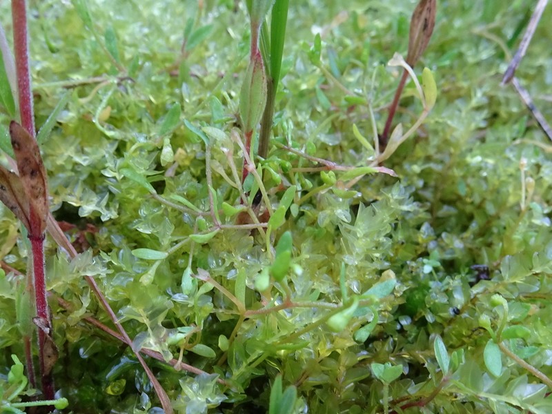 Annual Water Minerslettuce photo 7