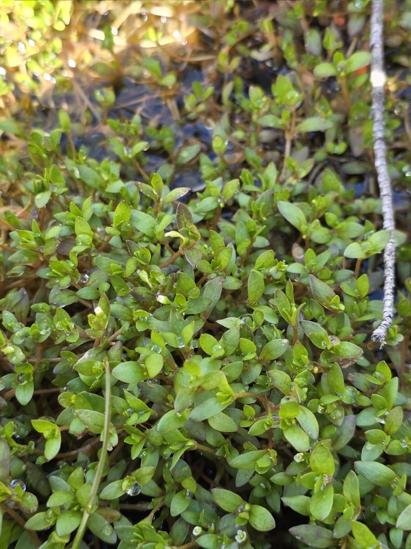 Montia fontana subsp. fontana