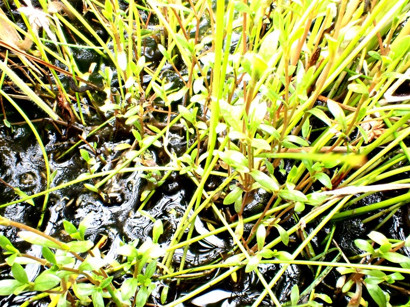 Montia fontana subsp. fontana photo 2