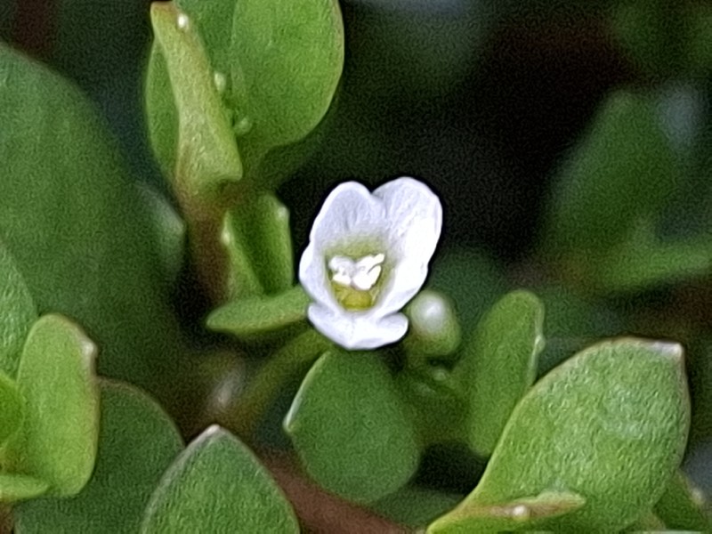 Montia fontana subsp. fontana photo 3