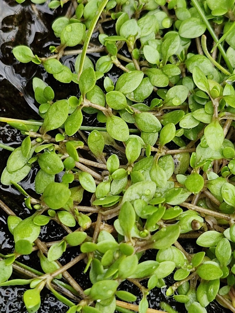 Montia fontana subsp. fontana photo 4