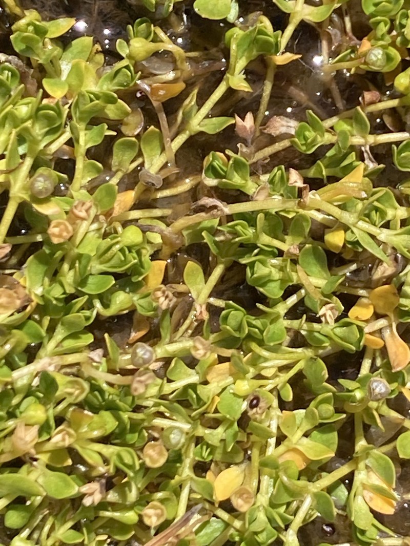 Montia fontana subsp. fontana photo 5