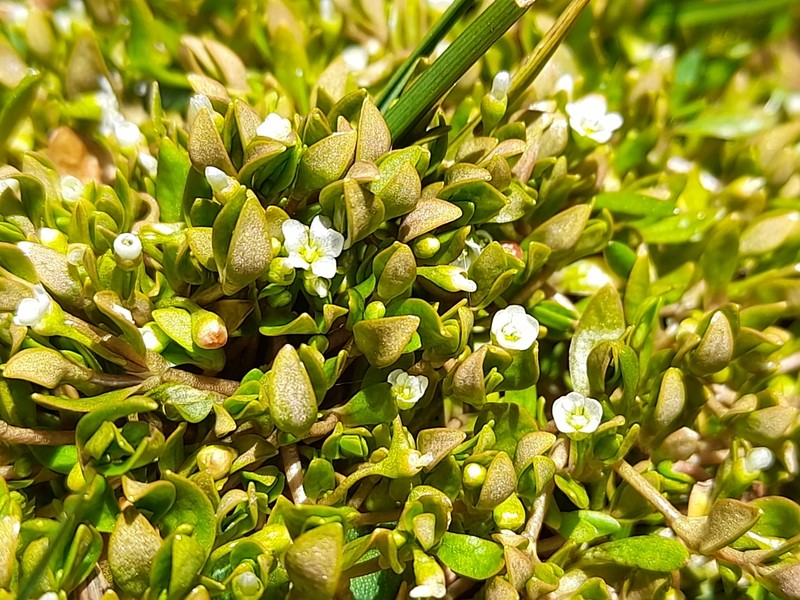 Montia fontana subsp. fontana photo 6