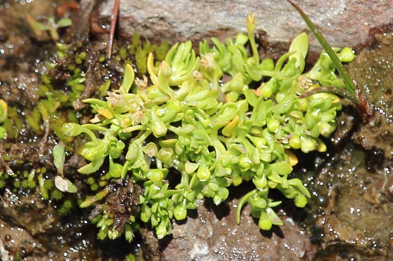 Montia fontana subsp. fontana photo 7