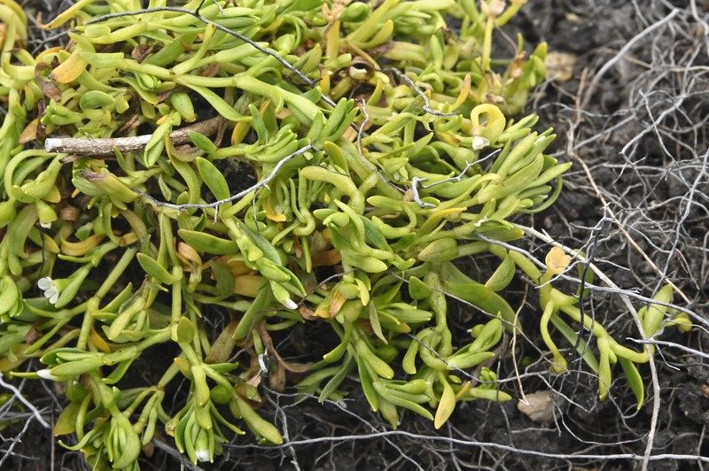Montia fontana subsp. fontana photo 8