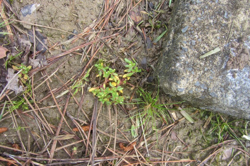 Montia fontana subsp. minor