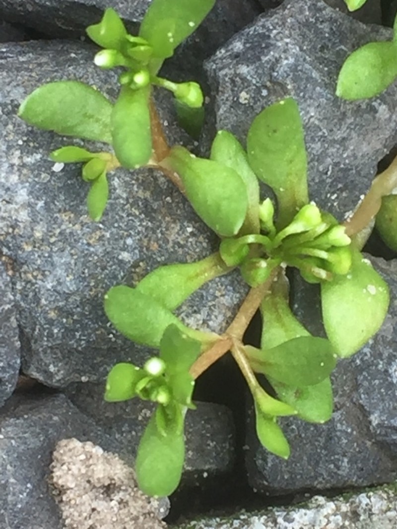 Montia fontana subsp. minor photo 2