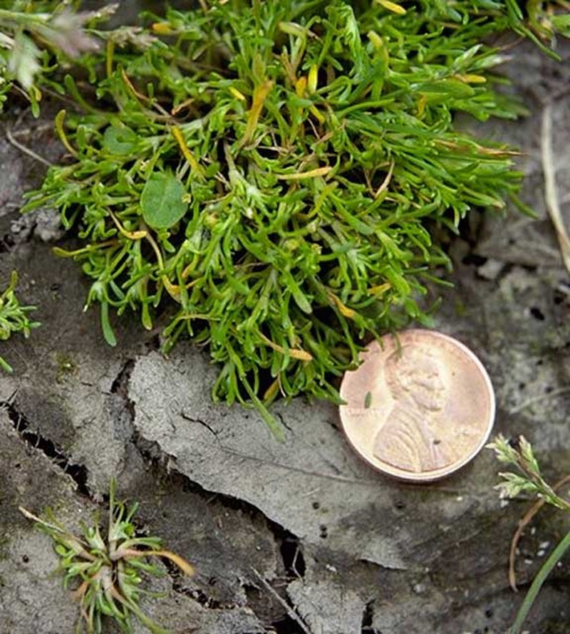 Howell's Minerslettuce