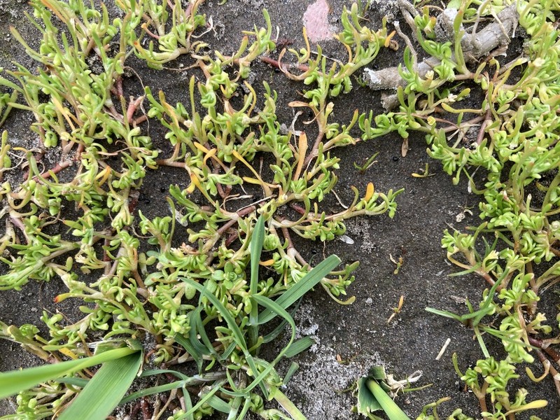 Howell's Minerslettuce photo 3
