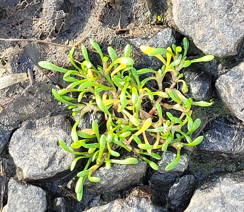 Howell's Minerslettuce photo 4