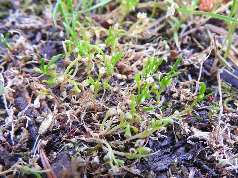 Howell's Minerslettuce photo 5