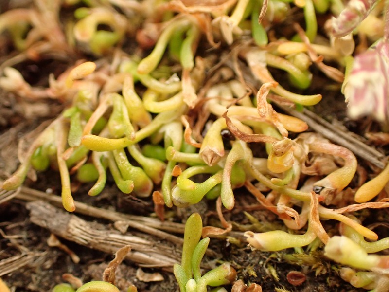 Howell's Minerslettuce photo 6
