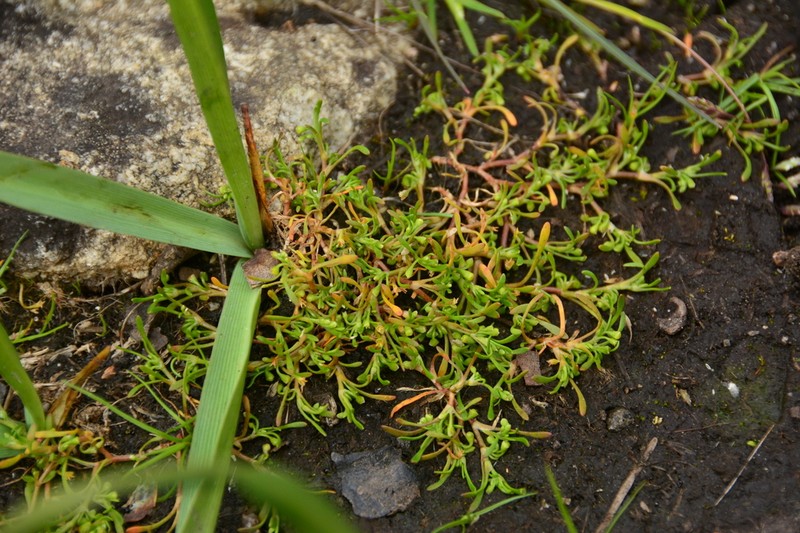Howell's Minerslettuce photo 7