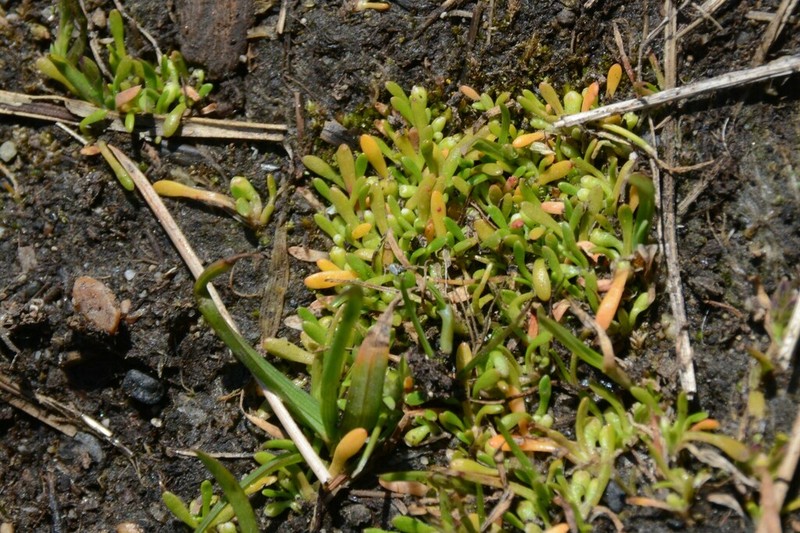 Howell's Minerslettuce photo 8