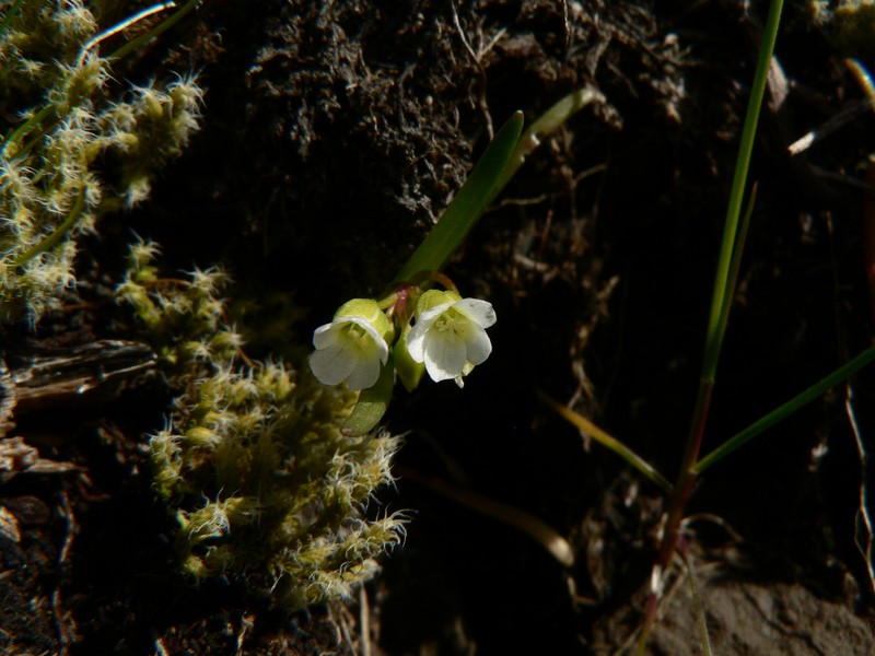 Narrowleaf Minerslettuce