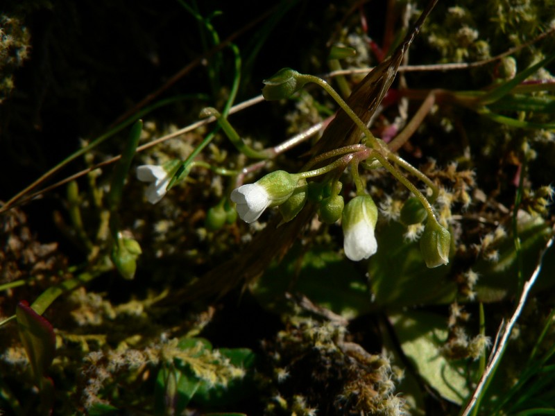 Narrowleaf Minerslettuce photo 2