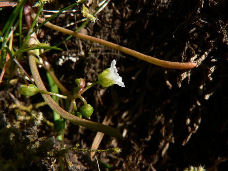 Narrowleaf Minerslettuce photo 3